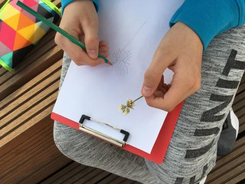 Pflanzenzeichnung